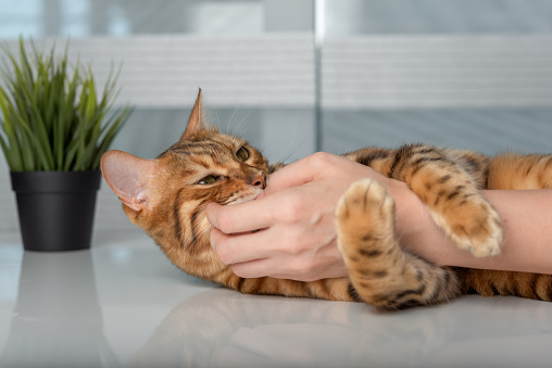A domestic cat playfully nibbles on the hand of its owner.