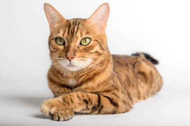 istock Bengal cat lies on a white background. 1412713134