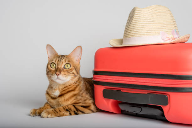 istock Cute cat, suitcase and hat on a white background. 1412713176
