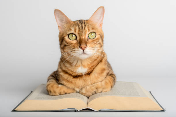 istock Smart Bengal cat and books on a white background. 1412713283