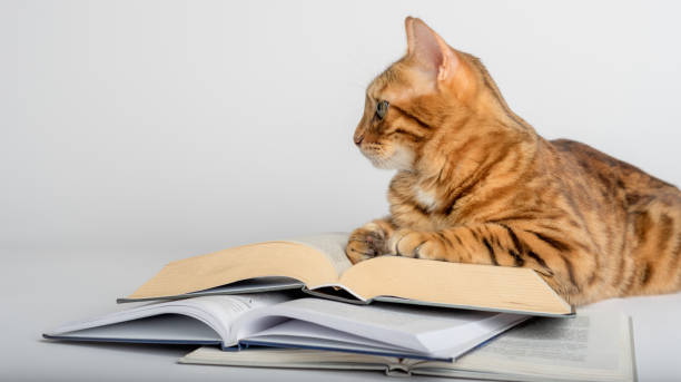 istock Smart Bengal cat and books on a white background. 1412713353
