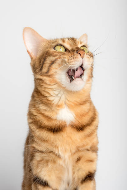 istock Yawning bengal cat on a white background. 1412713355