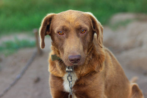istock dog on a chain guards the yard 1412713494