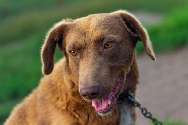 istock dog on a chain guards the yard 1412713501