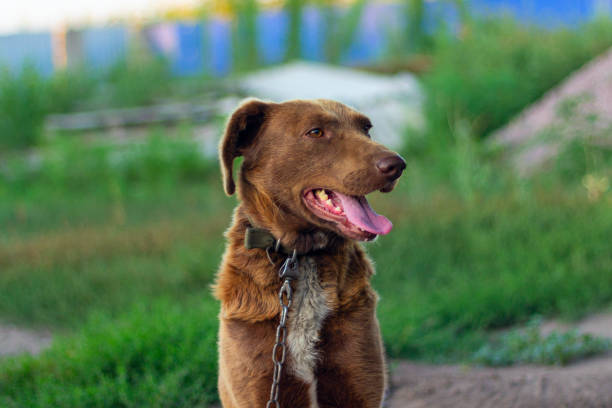 istock dog on a chain guards the yard 1412713503