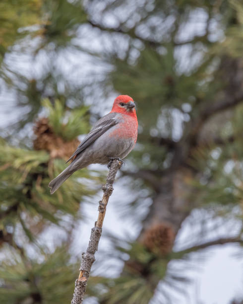 istock Male Pine Grosbeak in Alaska 1412714781