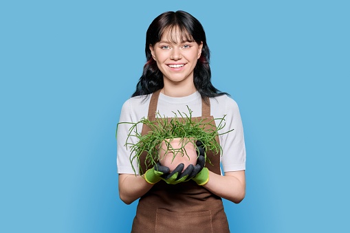 Smiling young woman in apron gloves with potted plant looking at camera on blue color isolated background. Positive female worker of garden flower shop service, job, staff, floral business concept