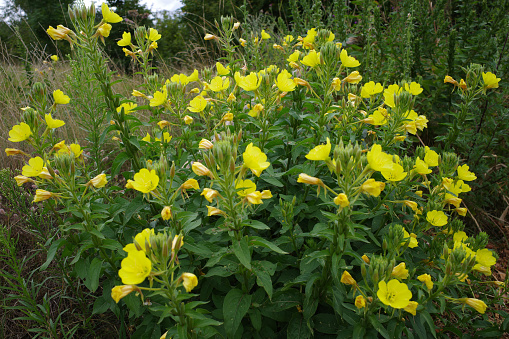 Oenothera biennis or common evening-primrose growing as a wildflower in Germany. This plant is native to north America. It's a plant with many other names:evening star, sundrop, weedy evening primrose, German rampion, hog weed, King's cure-all and fever-plant