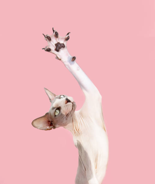istock Portrait funny sphynx cat high-five. Isolated on pink pastel background 1412714981