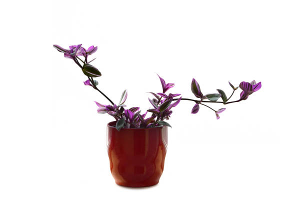 istock Potted Tradescantia Nanouk  plant isolated on white background 1412716211