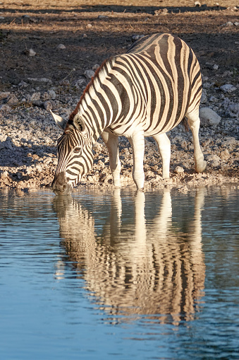 Zebra at Klein Okevi Waterhole at Etosha National Park in Kunene Region, Namibia