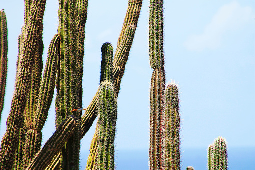 Cactus with yellow flowers on it at cactus park