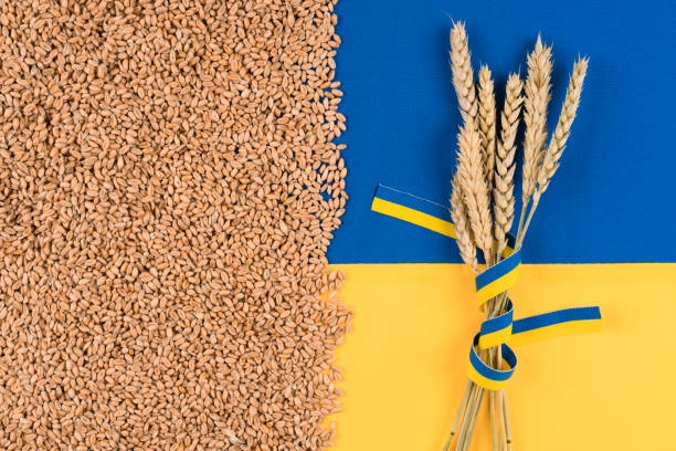 sheaf of wheat with grain over ukrainian blue and yellow flag. global and european food crisis. world wheat grain crisis. ukraine is the biggest wheat exporter - war criminal imagens e fotografias de stock