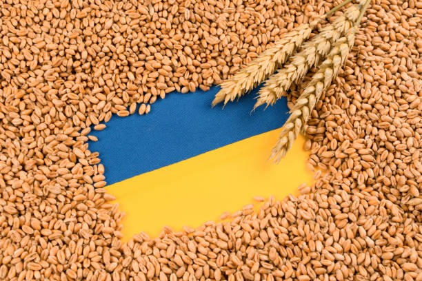 우크라이나어 파란색과 노란색 깃발 위에 밀과 곡물의 귀. 세계 및 유럽 식량 위기. 러시아의 우크라이나 침공 후 세계 밀 곡물 위기 - ukrainian culture 뉴스 사진 이미지