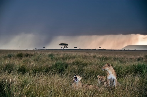 Three lionesses in the late afternoon in the grasslands of the Maasai Mara National Reserve in Kenya. One lioness is yawning while the others stay alert.