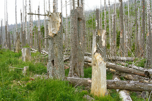 dead forest with spruces in Harz National Park near Ilsenburg in Germany