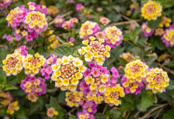 istock Lantana at Rethymnon Town on Crete, Greece 1412719692