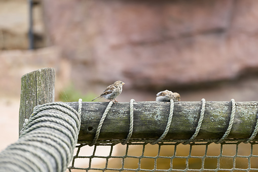 two sparrows sitting on a fence and resting