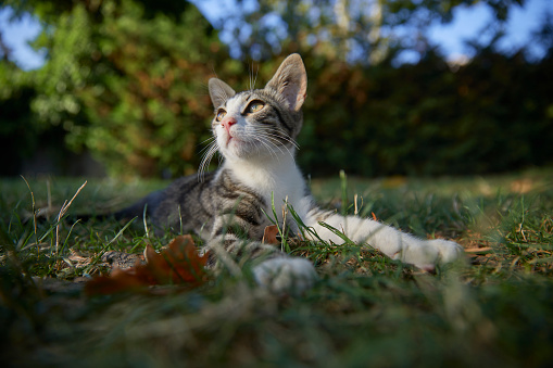kitten looking up proudly at a city park over green