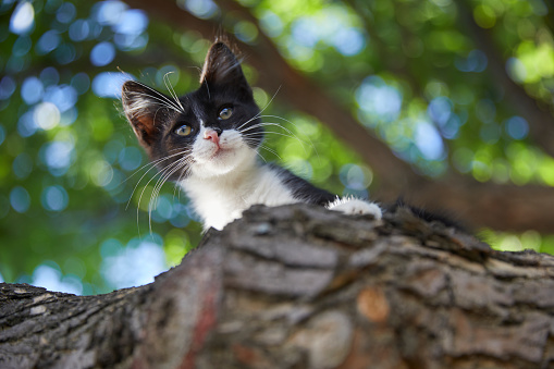 Stray cat baby climbed to a green tree is looking down from the branch at a park