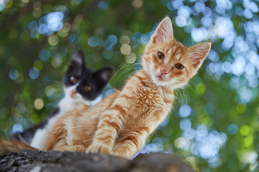 A pair of stray kittens, one orange and other black and white, looking down from a green tree. Shallow depth of field.