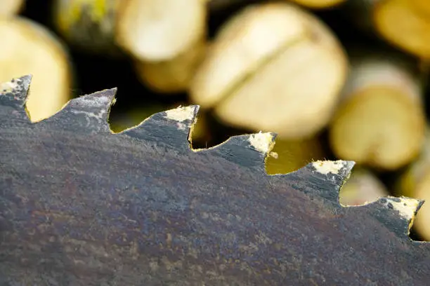 Photo of A fragment of a old circular saw blade with large teeth and sawn wood in a blurred background