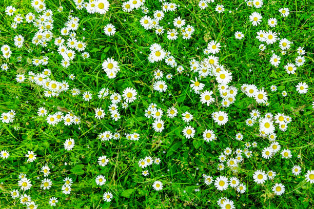 istock Summer landscape with a meadow with many daisy flowers 1412723426