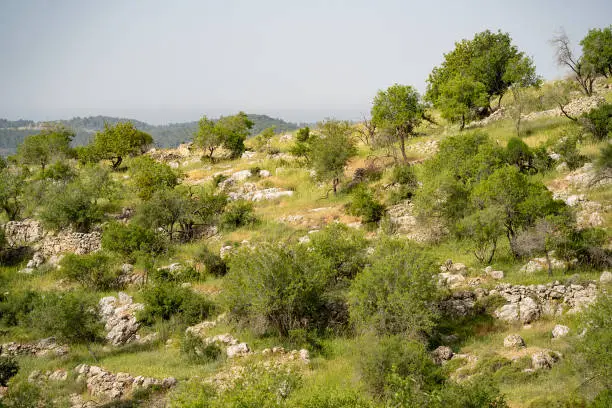 A lanscape in the Judea mountains near Jerusalem, Israel, with almond trees growing wild, and ancient agricultural terraces, on a hazy spring day.