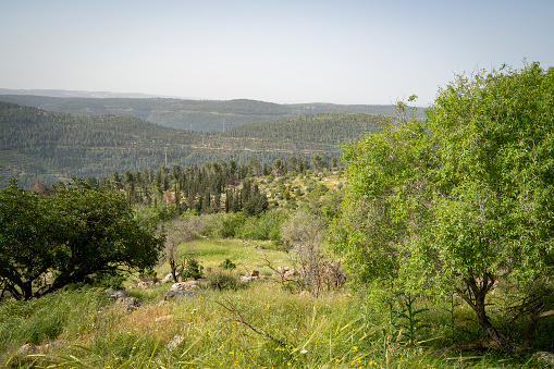 A landscape in the Judea mountains near Jerusalem, Israel, with almond, carob, cypress and pine trees on a hazy spring day.