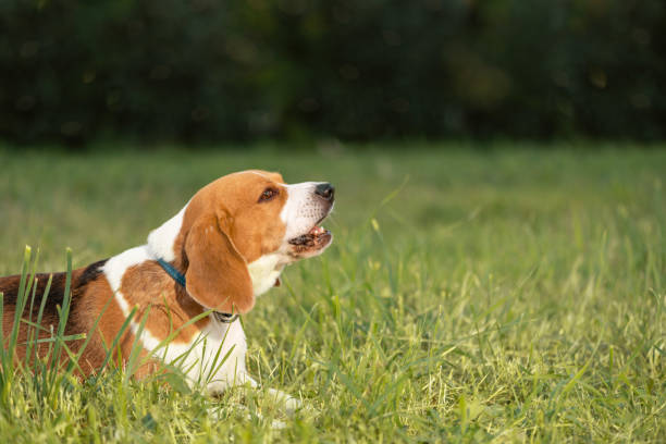 istock Happy dog lying on grass, side view 1412723667