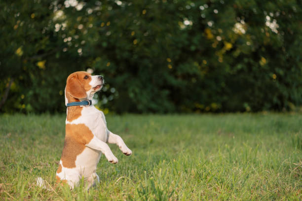 istock Happy dog sitting on hind legs on grass and looking away 1412723687