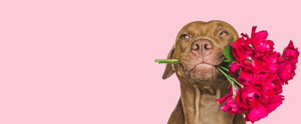 istock Lovable, pretty brown puppy and bright flowers 1412727549