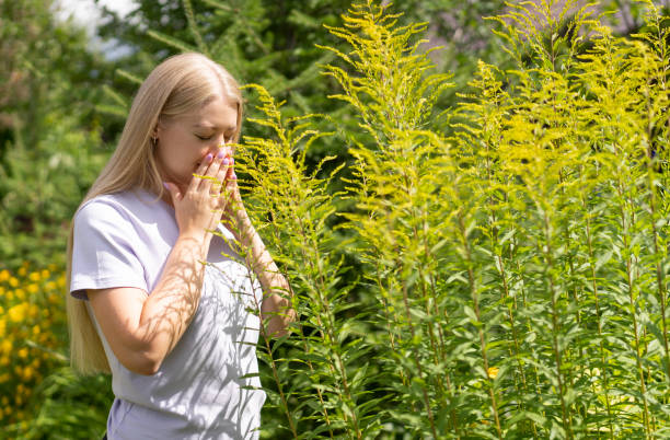 A young blonde girl stands near an ambrosia plant, covers her face with her hands and sneezes. Allergy to seasonal bloom concept A young blonde girl stands near an ambrosia plant, covers her face with her hands and sneezes. Allergy to seasonal bloom concept. ragweed stock pictures, royalty-free photos & images