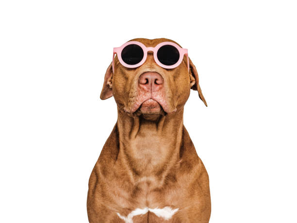 18.200+ Fotos, Bilder und lizenzfreie Bilder zu Hund Sonnenbrille