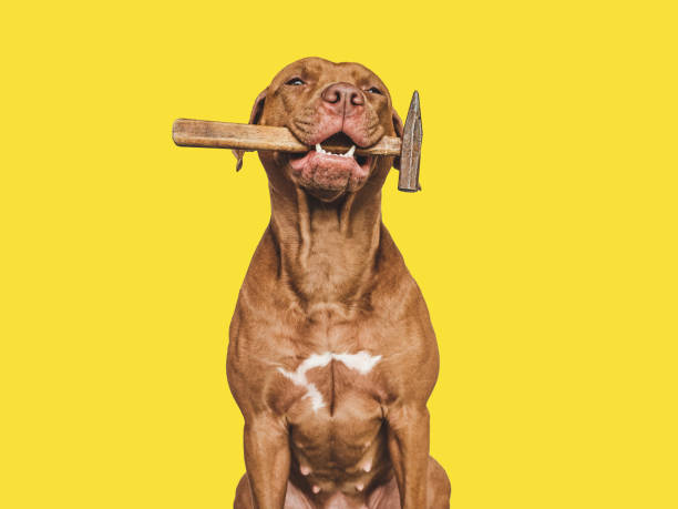 istock Lovable, pretty brown puppy and hand tools 1412727654
