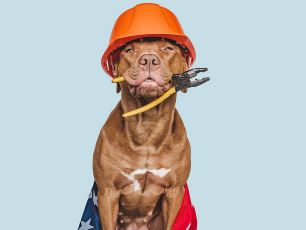 istock Lovable, pretty brown puppy and hand tools 1412727676
