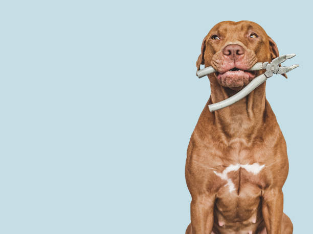 istock Lovable, pretty brown puppy and hand tools 1412727720