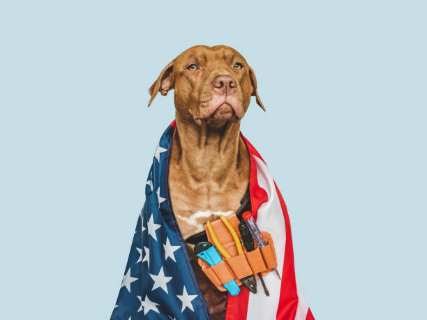 istock Lovable, pretty brown puppy and hand tools 1412727780