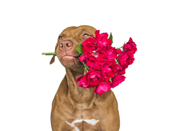 istock Lovable, pretty brown puppy and bright flowers 1412728285
