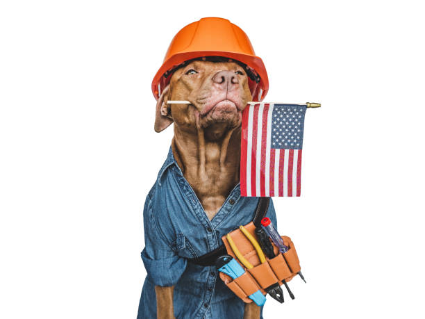 istock LABOR DAY. Lovable brown puppy and hand tools 1412728298