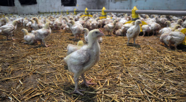 istock Farm for growing broiler chickens 1412728628