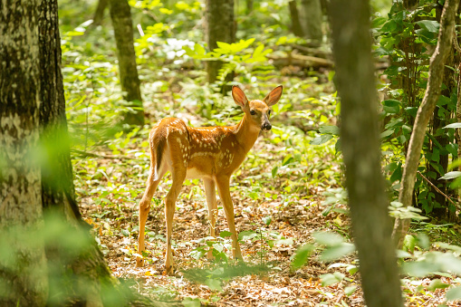 A young white-tailed deer fawn in the woods on a summer day.