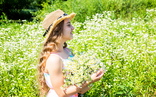 Harvest fresh herbs. Little girl collecting chamomile flowers in field, pollen allergy.