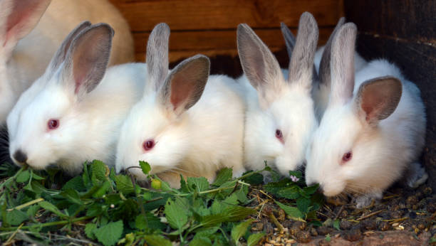istock Californian breed rabbits 1412730858