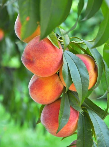 istock On the tree branch ripe peach fruits 1412730954