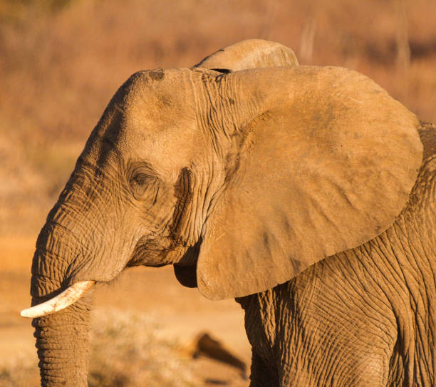 istock Elephant enjoying the water and mud at waterhole 1412731252