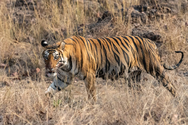 istock A tiger walking in the forest in India 1412731607