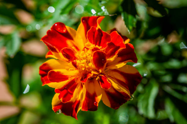 Close-up Marigold flower. Tagetes is a genus of annual or perennial, mostly herbaceous plants in the family Asteraceae