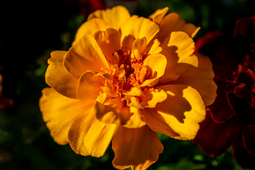 Close-up Marigold flower. Tagetes is a genus of annual or perennial, mostly herbaceous plants in the family Asteraceae