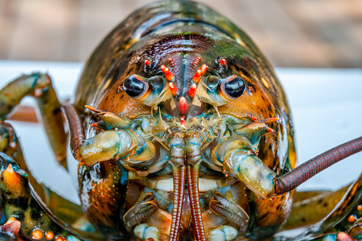 A close-up of freshly cooked langoustines, lemon and bread on a chopping board that an unrecognisable person is holding in Torridon, Scotland. They are ready to eat.